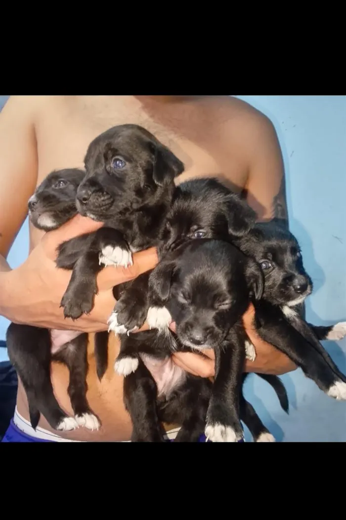 Cachorro raça SRD-ViraLata idade 2 a 6 meses nome Ravena