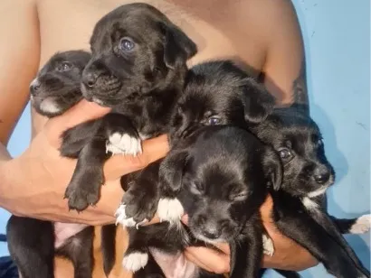 Cachorro raça SRD-ViraLata idade 2 a 6 meses nome Ravena