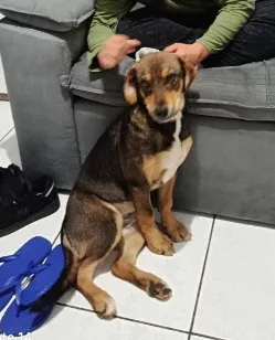 Cachorro raça SRD-ViraLata idade 2 a 6 meses nome Grandão 