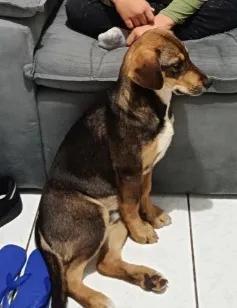 Cachorro raça SRD-ViraLata idade 2 a 6 meses nome Grandão 