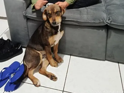 Cachorro raça SRD-ViraLata idade 2 a 6 meses nome Grandão 