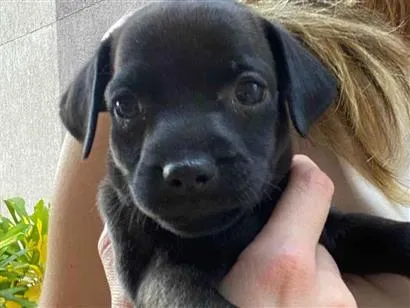 Cachorro raça SRD-ViraLata idade 2 a 6 meses nome Sem nome