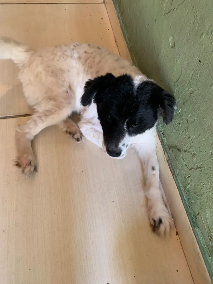 Cachorro raça SRD-ViraLata idade 4 anos nome Théo