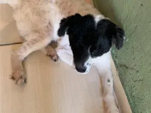 Cachorro raça SRD-ViraLata idade 4 anos nome Théo