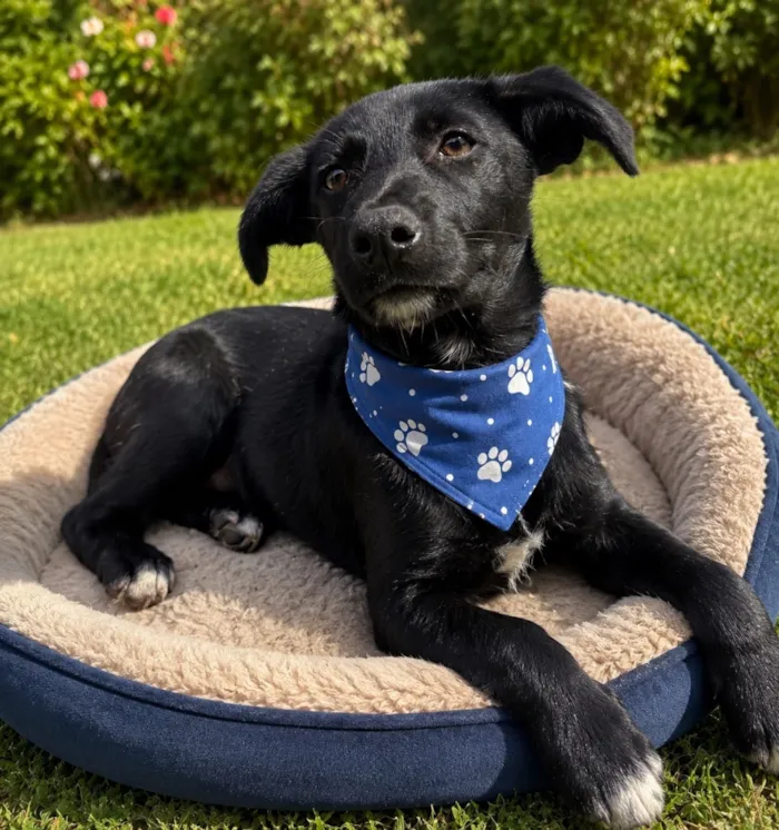 Cachorro raça SRD-ViraLata idade 2 a 6 meses nome Filhotes 