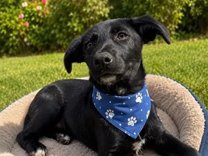 Cachorro raça SRD-ViraLata idade 2 a 6 meses nome Filhotes 