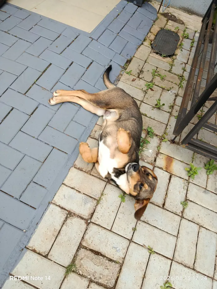 Cachorro raça SRD-ViraLata idade 2 a 6 meses nome Grandão 