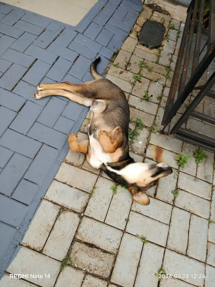 Cachorro raça SRD-ViraLata idade 2 a 6 meses nome Grandão 