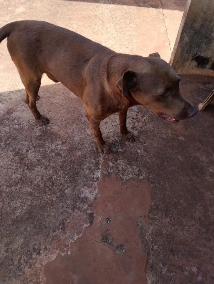 Cachorro raça SRD-ViraLata idade 5 anos nome Alfa
