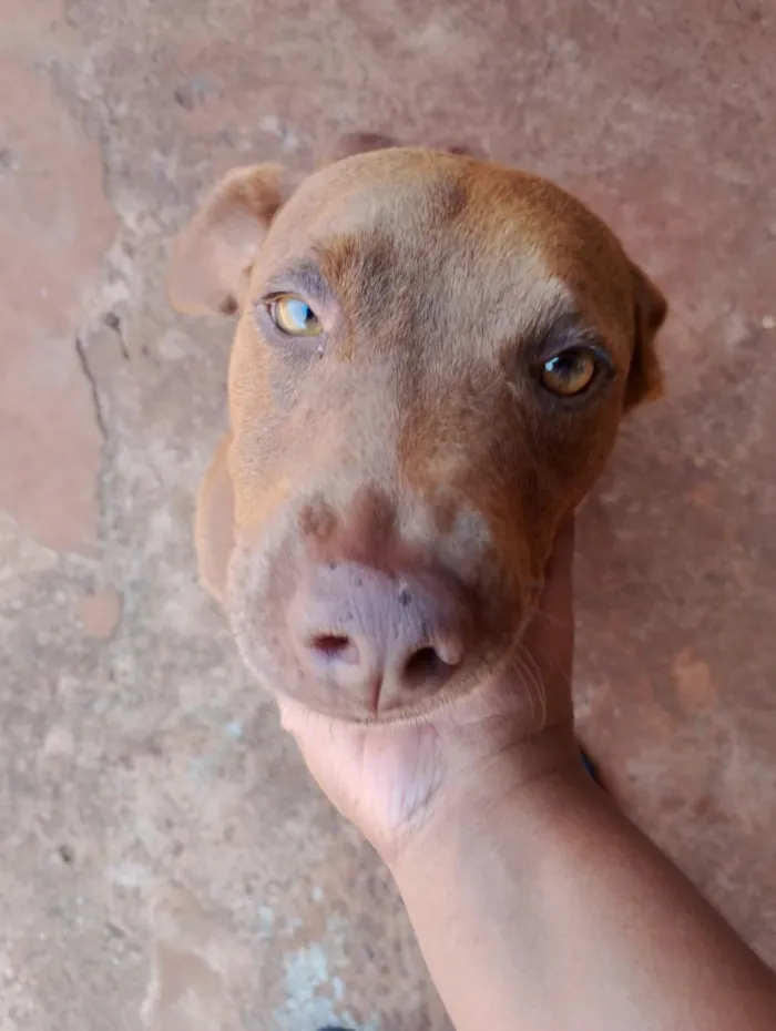 Cachorro raça SRD-ViraLata idade 5 anos nome Alfa