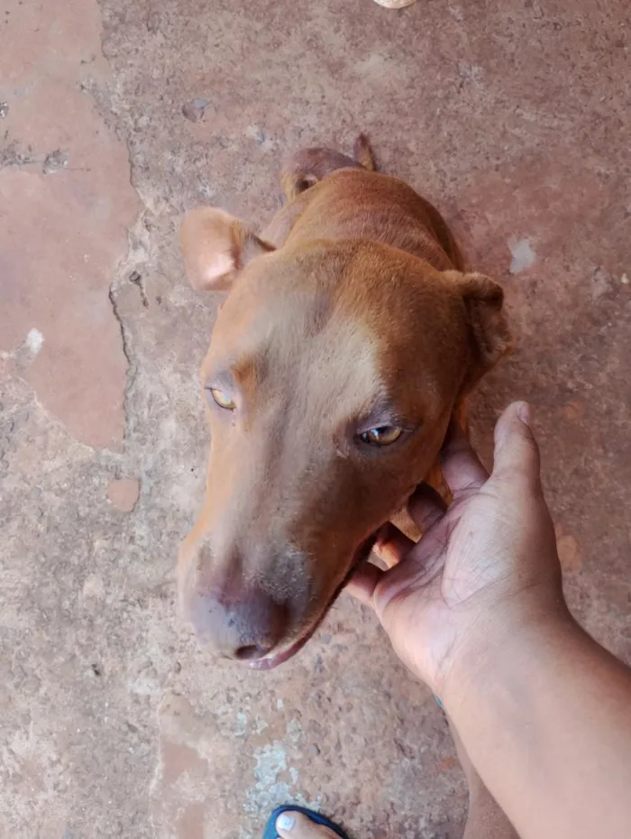 Cachorro raça SRD-ViraLata idade 5 anos nome Alfa