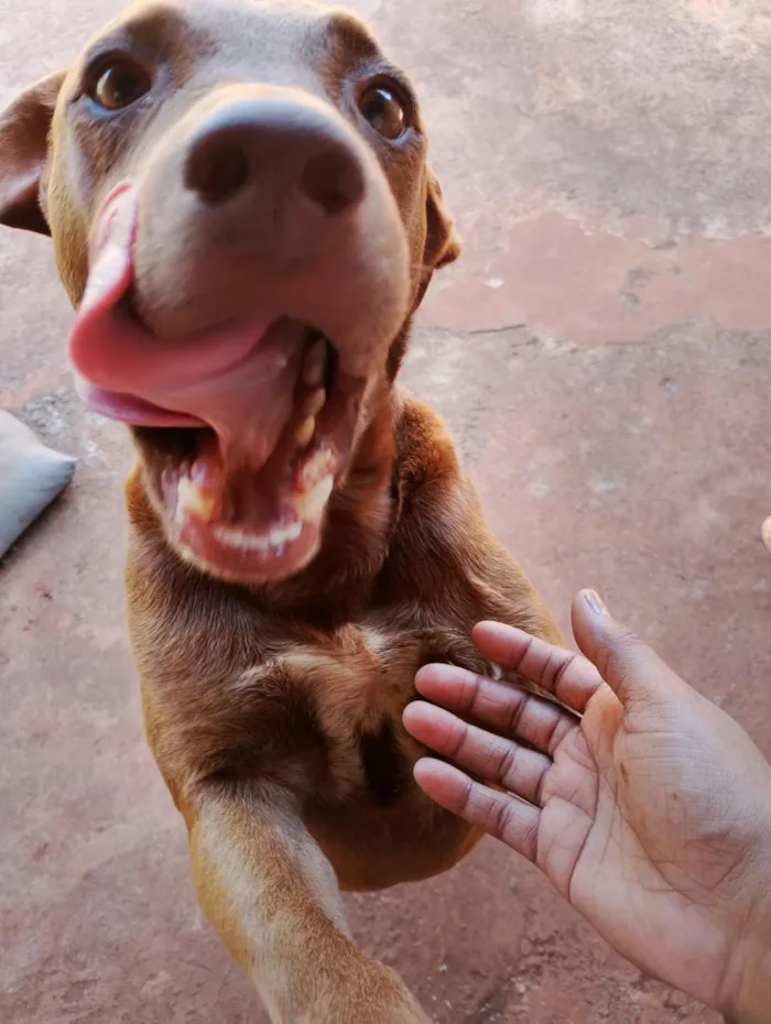 Cachorro raça SRD-ViraLata idade 5 anos nome Alfa