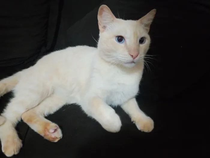 Gato raça SRD-ViraLata idade 3 anos nome Malfoy