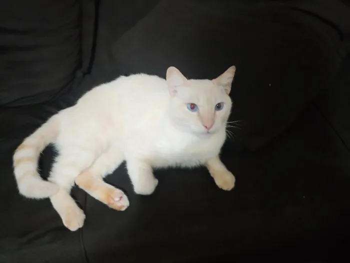 Gato raça SRD-ViraLata idade 3 anos nome Malfoy