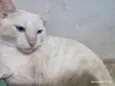Malfoy