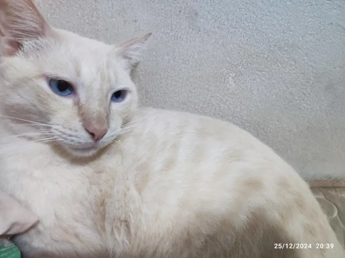 Gato raça SRD-ViraLata idade 3 anos nome Malfoy