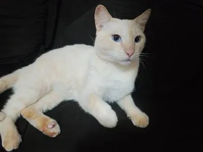 Gato raça SRD-ViraLata idade 3 anos nome Malfoy