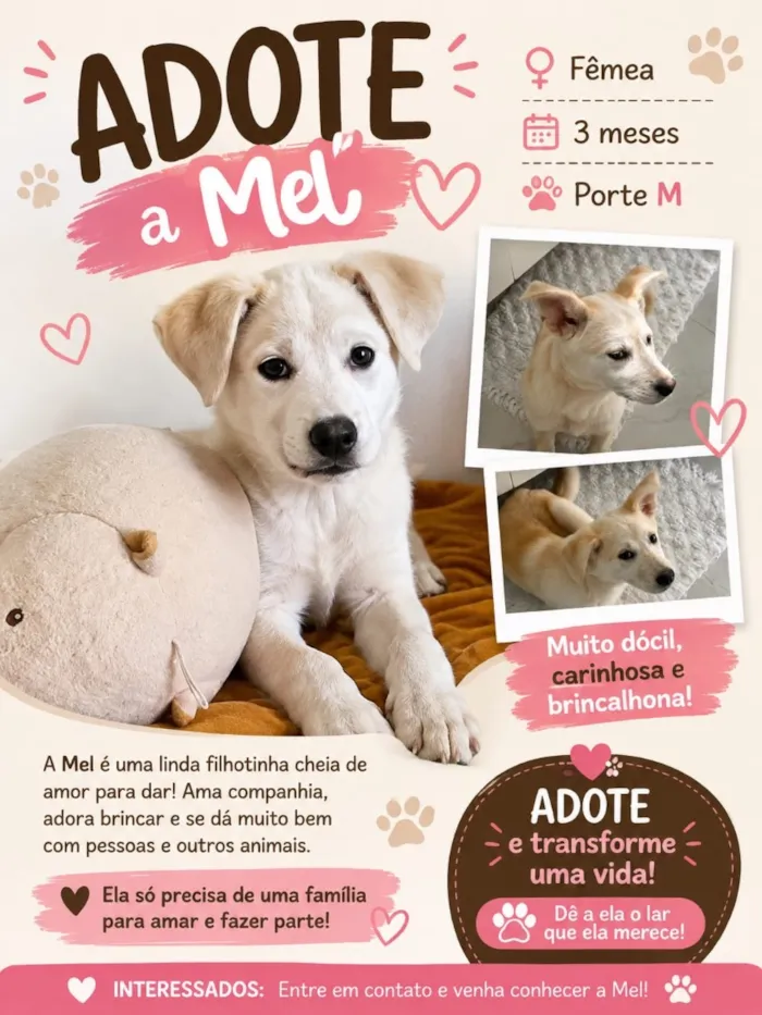 Cachorro raça Labrador idade 2 a 6 meses nome Mel