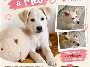 Cachorro raça Labrador idade 2 a 6 meses nome Mel