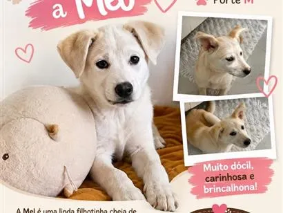 Cachorro raça Labrador idade 2 a 6 meses nome Mel
