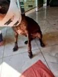 Apollo 