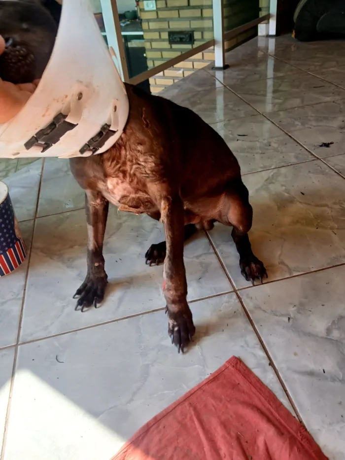 Cachorro raça SRD-ViraLata idade 7 a 11 meses nome Apollo 