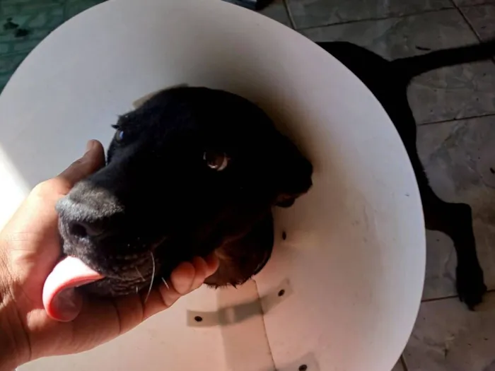 Cachorro raça SRD-ViraLata idade 7 a 11 meses nome Apollo 
