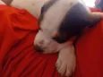 Fred, luna