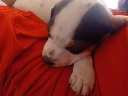Cachorro raça SRD-ViraLata idade 2 a 6 meses nome Fred, luna