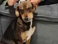 Cachorro raça SRD-ViraLata idade 2 a 6 meses nome Grandão 
