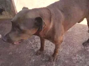 Cachorro raça SRD-ViraLata idade 5 anos nome Alfa