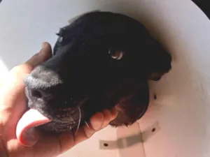 Cachorro raça SRD-ViraLata idade 7 a 11 meses nome Apollo 
