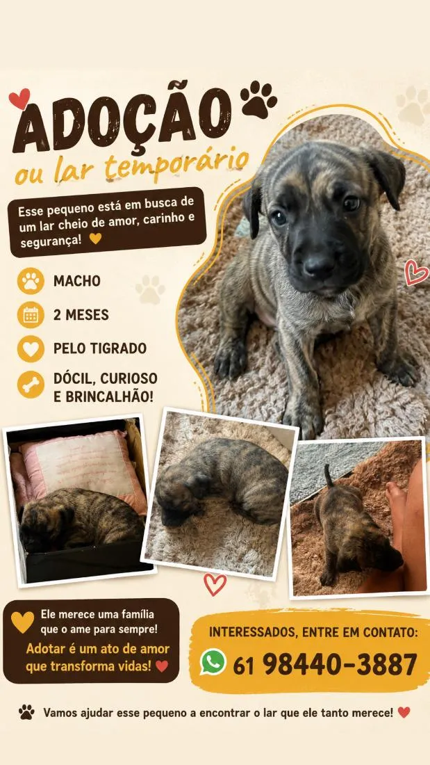 Cachorro raça SRD-ViraLata idade 2 a 6 meses nome Tas