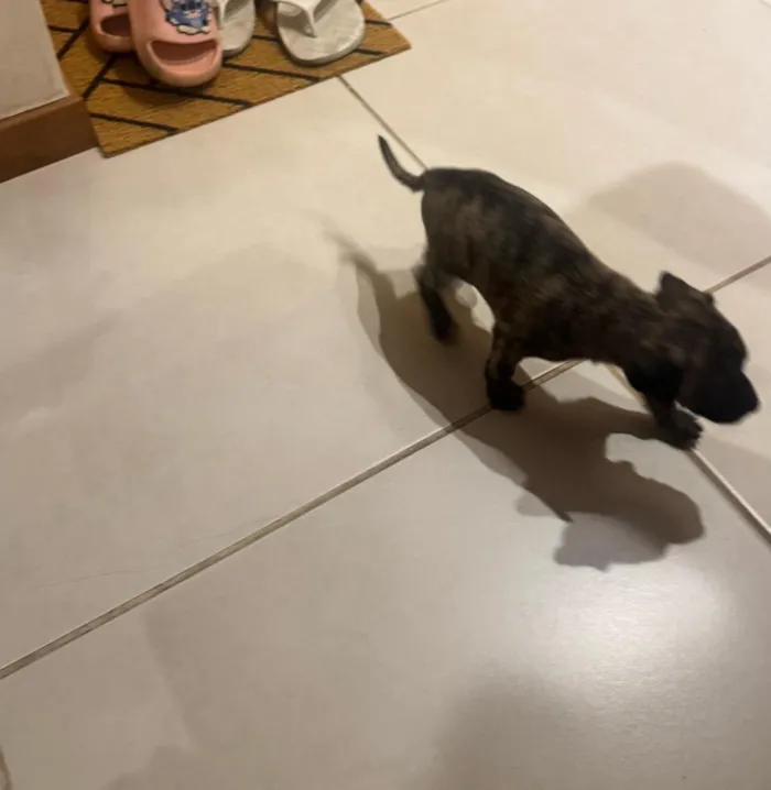 Cachorro raça SRD-ViraLata idade 2 a 6 meses nome Tas