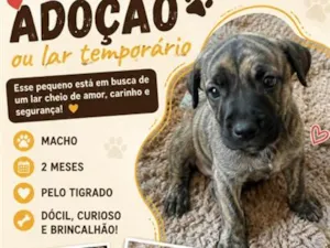 Cachorro raça SRD-ViraLata idade 2 a 6 meses nome Tas
