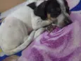 mel