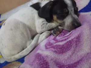 Cachorro raça SRD-ViraLata idade Abaixo de 2 meses nome mel