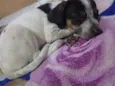 mel