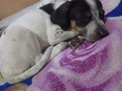 Cachorro raça SRD-ViraLata idade Abaixo de 2 meses nome mel
