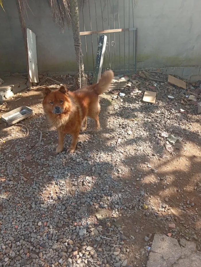 Cachorro raça Rottweiler idade 2 anos nome Apollo