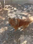 Apollo