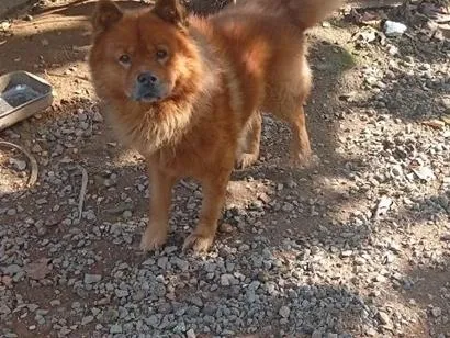 Cachorro raça Rottweiler idade 2 anos nome Apollo