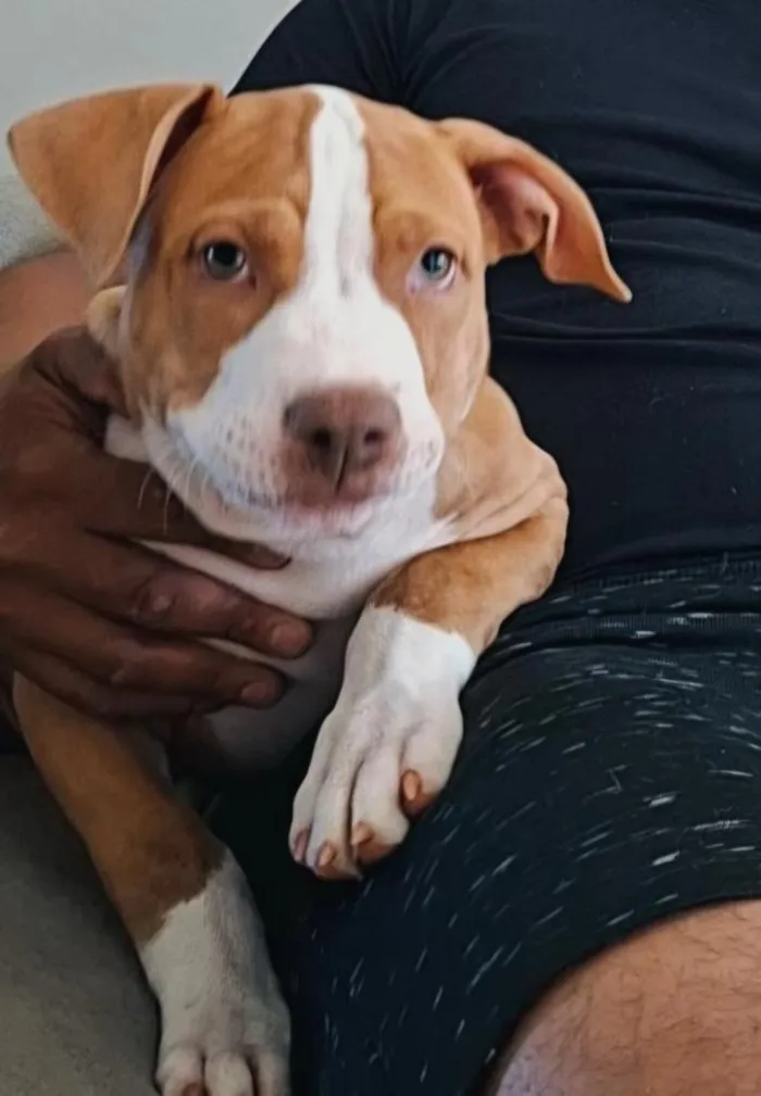 Cachorro raça Pit-Bull idade 7 a 11 meses nome Ranzo