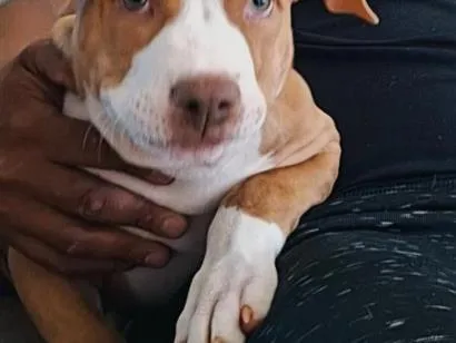 Cachorro raça Pit-Bull idade 7 a 11 meses nome Ranzo