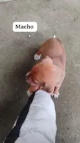 quero doar esse filhotes porque não tenho condições de cuidar bem 