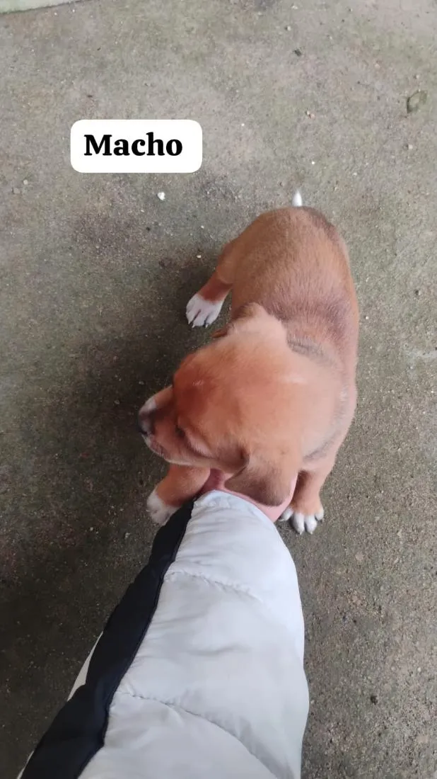 Cachorro raça SRD-ViraLata idade Abaixo de 2 meses nome quero doar esse filhotes porque não tenho condições de cuidar bem 