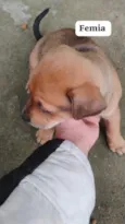 quero doar esse filhotes porque não tenho condições de cuidar bem 