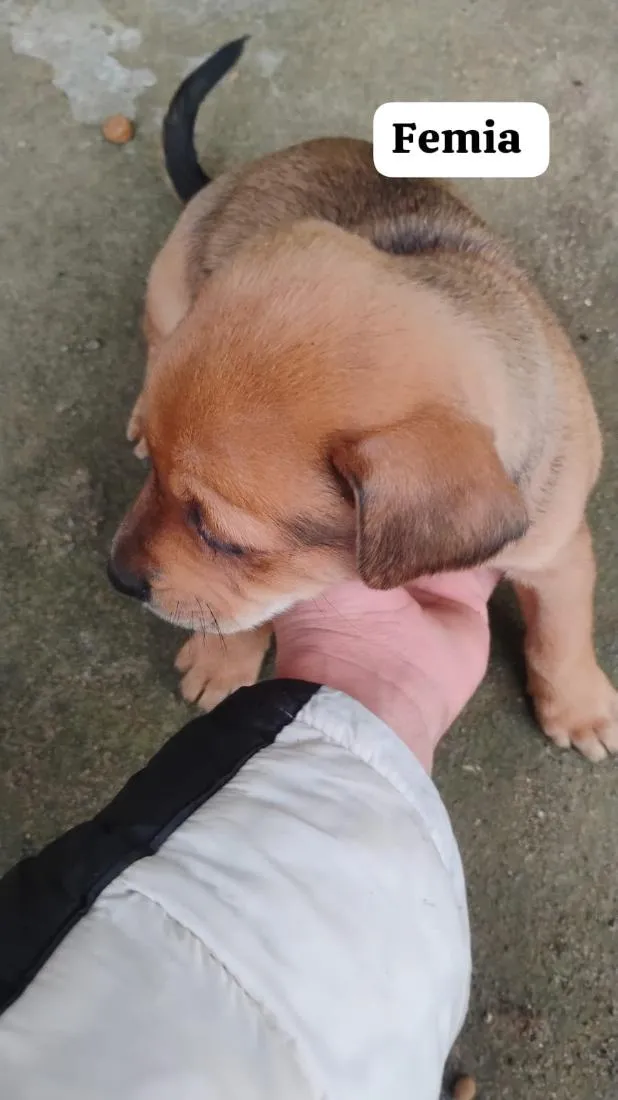 Cachorro raça SRD-ViraLata idade Abaixo de 2 meses nome quero doar esse filhotes porque não tenho condições de cuidar bem 