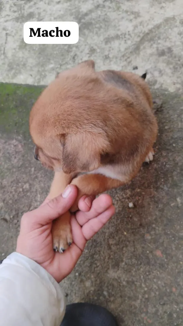 Cachorro raça SRD-ViraLata idade Abaixo de 2 meses nome quero doar esse filhotes porque não tenho condições de cuidar bem 