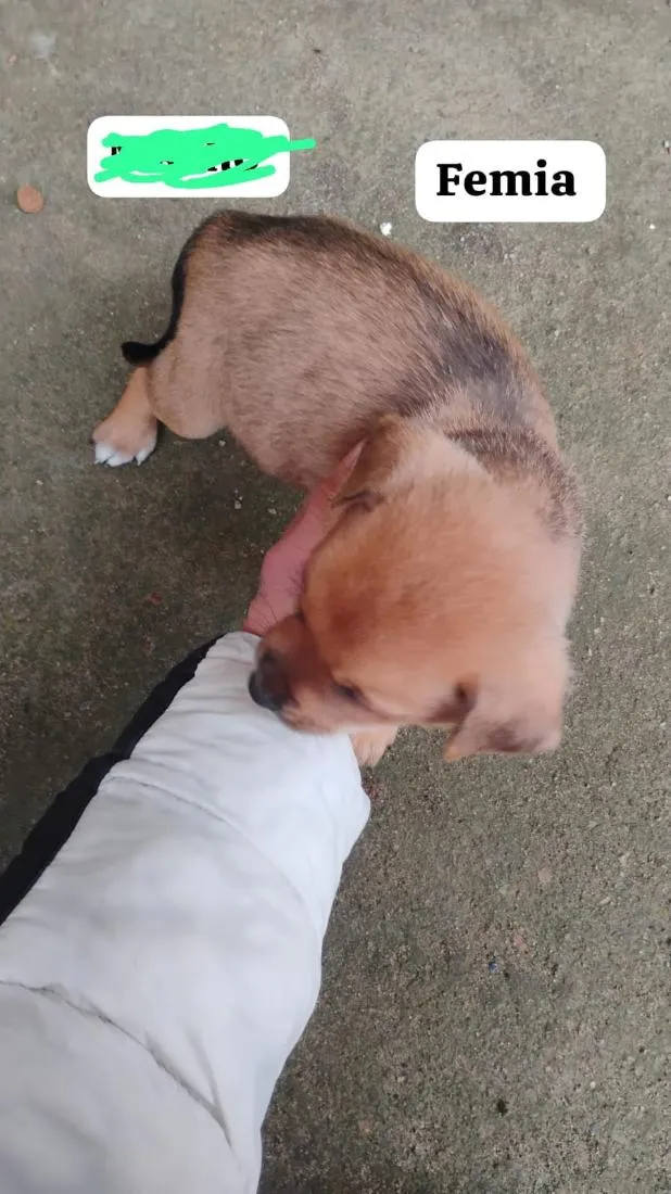 Cachorro raça SRD-ViraLata idade Abaixo de 2 meses nome quero doar esse filhotes porque não tenho condições de cuidar bem 